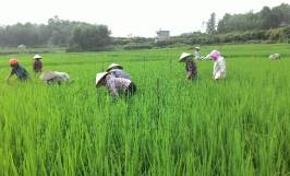 Biện pháp phòng ngừa sâu bệnh hại lúa vụ hè thu hiệu quả