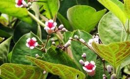 Mơ tam thể - vị thuốc quý cho mọi nhà