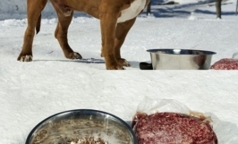Chế độ dinh dưỡng cho chó Pitbull theo từng giai đoạn giúp chó phát triển khỏe mạnh