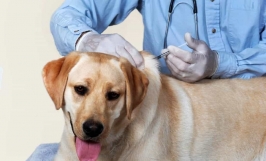 Vacxin ngừa 7 bệnh cho chó: Tìm hiểu lịch tiêm, lưu ý cần thiết trước và sau tiêm chủng