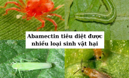 Hoạt chất trừ sâu sinh học Abamectin thuốc bảo vệ thực vật thế hệ mới 
