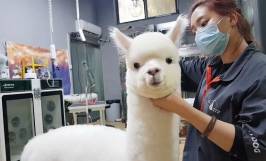 Alpaca là con gì? Nguồn gốc và đặc điểm ngoại hình của lạc đà alpaca