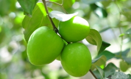 Đặc sản táo xanh Ninh Thuận