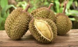 Nhu cầu dinh dưỡng của cây sầu riêng ở từng giai đoạn khác nhau
