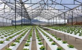 Nông nghiệp xanh và một số mô hình phổ biến hiện nay 