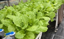 Thủy canh Aquaponics sự kết hợp của trồng rau - nuôi cá, giải pháp hay cho việc xử lý nước thải trong nuôi trồng thủy sản.