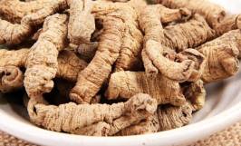 Cây ba kích - Vị thuốc quý trong đông y 