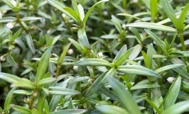 Bạch hoa xà thiệt thảo