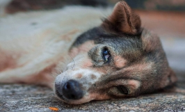 Bệnh Carê (Sài sốt – Distemper) ở chó: Nguyên nhân, triệu chứng và cách điều trị