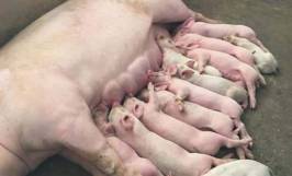 Các biện pháp phòng ngừa bệnh cầu trùng ở lợn 