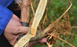 Bệnh chết héo cây keo