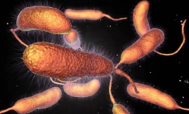 Bệnh cua đồng hoại tử do vi khuẩn Vibrio - triệu chứng và cách điều trị