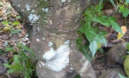 Bệnh đốm đồng tiền trên cây mai: Tìm hiểu dấu hiệu bệnh, nguyên nhân và cách điều trị 