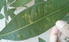 Bệnh đốm lá ở cây kim ngân: các nguyên nhân gây bệnh và cách xử lý