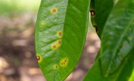 Biện pháp phòng ngừa bệnh đốm lá sầu riêng hiệu quả