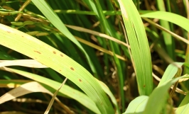 Bệnh đốm nâu gây hại lúa