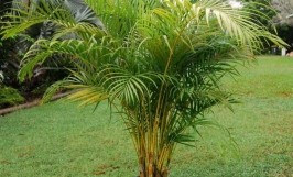 Bệnh đốm xám do nấm Pestalotia palmarum gây ra ở cây cau vàng: Triệu chứng, nguyên nhân và cách điều trị