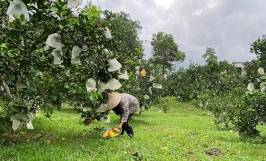 Tìm hiểu một số loại bệnh hại cây ăn quả và cách phòng trừ 