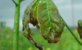 Bệnh héo đen đầu lá trên cây cao su