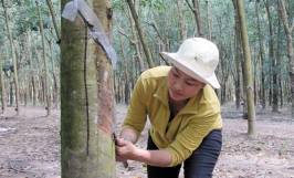 Biện pháp phòng ngừa bệnh khô miệng cạo cây cao su phù hợp 