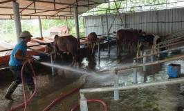 Các biện pháp phòng chống bệnh lở mồm long móng ở bò