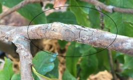 Bệnh nấm hồng trên cây mai vàng và những điều cần biết về cách phòng, điều trị bệnh