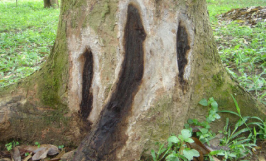 Bệnh nứt thân xì mủ do nấm Phytophthora trên sầu riêng 