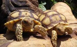 Rùa Sulcata là rùa gì? Các loại bệnh ở rùa Sulcata