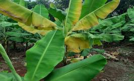 Các biện pháp phòng bệnh panama trên cây chuối