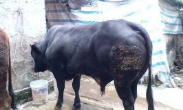 Bệnh sưng khớp ở bò: Nguyên nhân, triệu chứng và cách điều trị