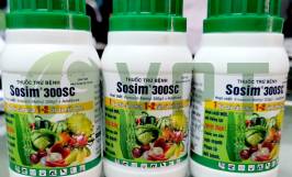 Tìm hiểu các loại thuốc trị bệnh sương mai trên cây họ bầu bí hiệu quả 