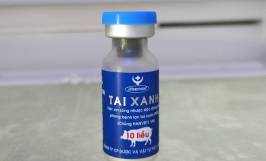 Giới thiệu vắc xin phòng bệnh tai xanh ở lợn