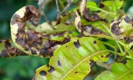 Bệnh thán thư gây hại trên xoài