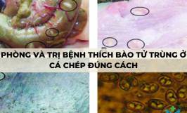 Phòng và trị bệnh thích bào tử trùng ở cá chép đúng cách
