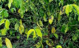 Biểu hiện của bệnh thiếu dinh dưỡng trên cây cà phê và cách khắc phục 