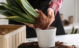 Bệnh thối rễ trên Cây lưỡi hổ: Dấu hiệu, nguyên nhân và cách khắc phục bệnh 