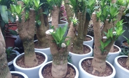 Bệnh thối thân ở cây thiết mộc lan: Nguyên nhân và cách điều trị 