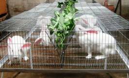Bệnh tiêu chảy ở thỏ: Nguyên nhân, dấu hiệu nhận biết và cách điều trị 