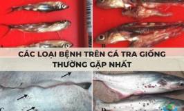 Các loại bệnh trên cá tra giống thường gặp nhất