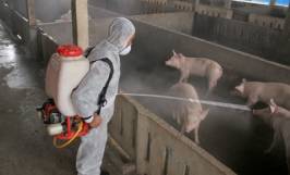 Biện pháp phòng ngừa bệnh tụ huyết trùng ở lợn hiệu quả 