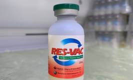 Các loại thuốc trị bệnh tụ huyết trùng trên heo hiệu quả