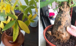 Bệnh vàng lá, úa lá ở cây kim ngân do thừa nước, thiếu nước, thiếu chất