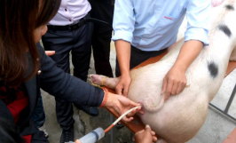 Phòng bệnh viêm tử cung ở heo nái