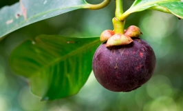 Biện pháp phòng trừ bệnh đốm lá trên măng cụt hiệu quả 