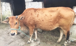 Bò bị viêm da nổi cục: nguyên nhân, triệu chứng và cách điều trị