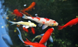 Nhu cầu dinh dưỡng của cá Koi
