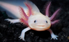Cá Kỳ Nhông (Axolotl): Nguồn gốc, đặc điểm, môi trường sống của cá kỳ nhông
