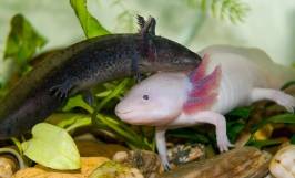 Cách nuôi, chăm sóc cá kỳ nhông axolotl lớn nhanh, khỏe mạnh
