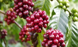 Giá cà phê hôm nay 15/2: Đồng loạt giảm 500 đồng/kg tại các tỉnh Tây Nguyên