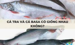 Cá tra và cá basa có giống nhau không?
